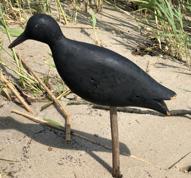 (A323) Late 19th century Eastern Shore Virginia hand carved Shore Bird , original black paint , several shot holds from field use, mount on stick on base circa 1890-1910 Bird measurements 11" long x 3 1/2" wide