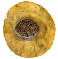 L115B Stone Fruit - Half Peach with natural wooden pit. Approximate measurements: 2 ¾ wide x 2 ½ tall x 1 ¼ thick. 