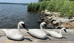 K1606 Group of three miniature Swans carved by Clarence "Titbird" Bauer (1925-2006) of Havre DeGrace, MD � was known as one of the �old time carvers of Susquehanna Flats decoys, specializing in miniature decoys"
