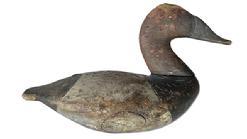 **SOLD** RM1565 Rare Charles Nelson Barnard (1876-1958) Canvasback Drake decoy from Havre de Grace, MD. Decoy bears multiple layers of gunning paint in some areas with remnants of the original painted surface showing through over entire decoy. Evidence of being shot over exists throughout.  Notice boat hull like body. Original balance weight remains intact on bottom. Approximate measurements: ~14 &frac12;� long x ~6 &frac12;� wide x ~9� tall.