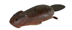 F194 Duluth Fishing Decoy - Beaver Decoy - with original paint, marked 'DFD' weight, glass eyes, thick leather tail and painted lure rear feet. From the collection of Barry Nelson. 10 1/4" long