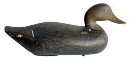 L457 Upper Bay Black Duck Decoy carved by Paul Gibson (1902-1984) of Havre de Grace, MD. Decoy bears original scratch painted surface. A tight crack to neck and evidence of gunning marks are indicative of age and use. Original weight, staple and ring remain intact on bottom.   