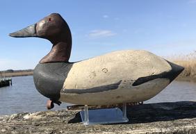 E68 Josiah Travers Dorchester County 1900-1965 Canvasback Drake,Travers, Josiah Franklin Vienna, MD, Canvasback drake, 2nd quarter 20th century.Cedar body with glass eyes, Measures 15 1/4" long.,CONDITION: Original paint with minor wear; thin wash of white on back and lower sides; if you have one of his decoys , you have a rare item indeed.