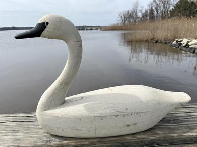 **SOLD** K150 Full Size Swan Decoy found on the Eastern Shore, Maryland bearing second coat of working paint. Multi-pieced body � typical of the area found.  Carver unknown. Approximate measurements: ~26 &frac34;� long x ~8� wide x ~18� tall.   