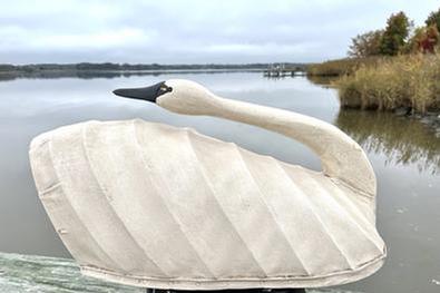 H974 North Carolina canvas covered swan decoy in preening pose. High arched back. Maker unknown. Approximate measurements: 26 ½ long x 13 wide x 12 tall