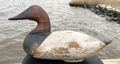 **SOLD** RM1531 Canvasback Drake decoy carved by James Holly (1855-1935) of Havre De Grace Maryland bearing original pained surface. Tight crack to neck. Original staple, ring, and weight intact on bottom. NOTE: James Holly was the youngest son of John "Daddy Holly, Sr. and was a boat builder and craftsman by trade.