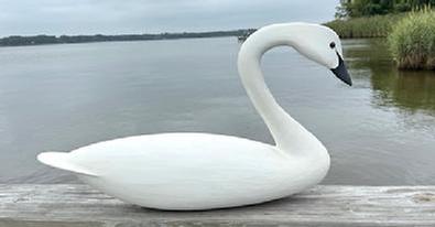L277 Swan decoy - carved by Robbie Daley from New Jersey. Solid wood. Signed on bottom.