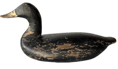 RM1573 High-head Black Duck Decoy carved by Taylor Boyd (1856-1946) of Perryville, Maryland. Surface retains possible second coat of paint with areas of original paint showing through. Original ring and staple intact on bottom. Circa 1910-1920. Approximate measurements: 17� long x 6 &frac12;� wide x 8 &frac12;� tall. 