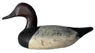**SOLD** K1632 Canvasback Drake Decoy -carved by August Heinfield (1883-1952) from Rock Hall, Maryland. Decoy bears old working paint surface and original weight, staple and ring remain intact on bottom. 
