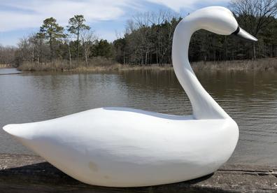 E79 Large Eastern Shore Maryland full size Swan carved by Bowman from Have De Grace, circa 1970's 39" long x 25 1/2" tall x 13 1/2' wide