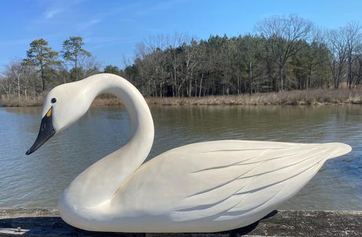 F109 Oversize hand carved Swan from Dorchester County Maryland, signed by " Danny Brannock" Swan is hollow carving with raised wings feathers and the most beautiful turned neck and tilted head, The paint is a antiqued white which add to the beauty of the Swan Measurements are. 38" long x 18" tall x 12" wide
